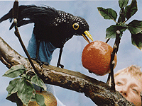 nutmeg blackbird apple pip
