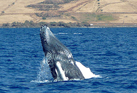 whale in Maui 