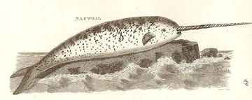 narwhal engraving by George Shaw