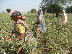 zameen punjabi women farmers