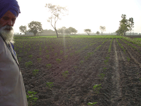 zameen punjabi farmer