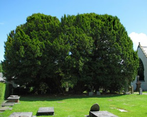 yew tree
