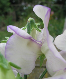 sweet peas